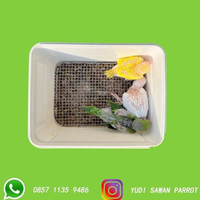 Alas Stainless Tatakan Baby Anakan Burung Macaw Conure Falk Kakatua murah