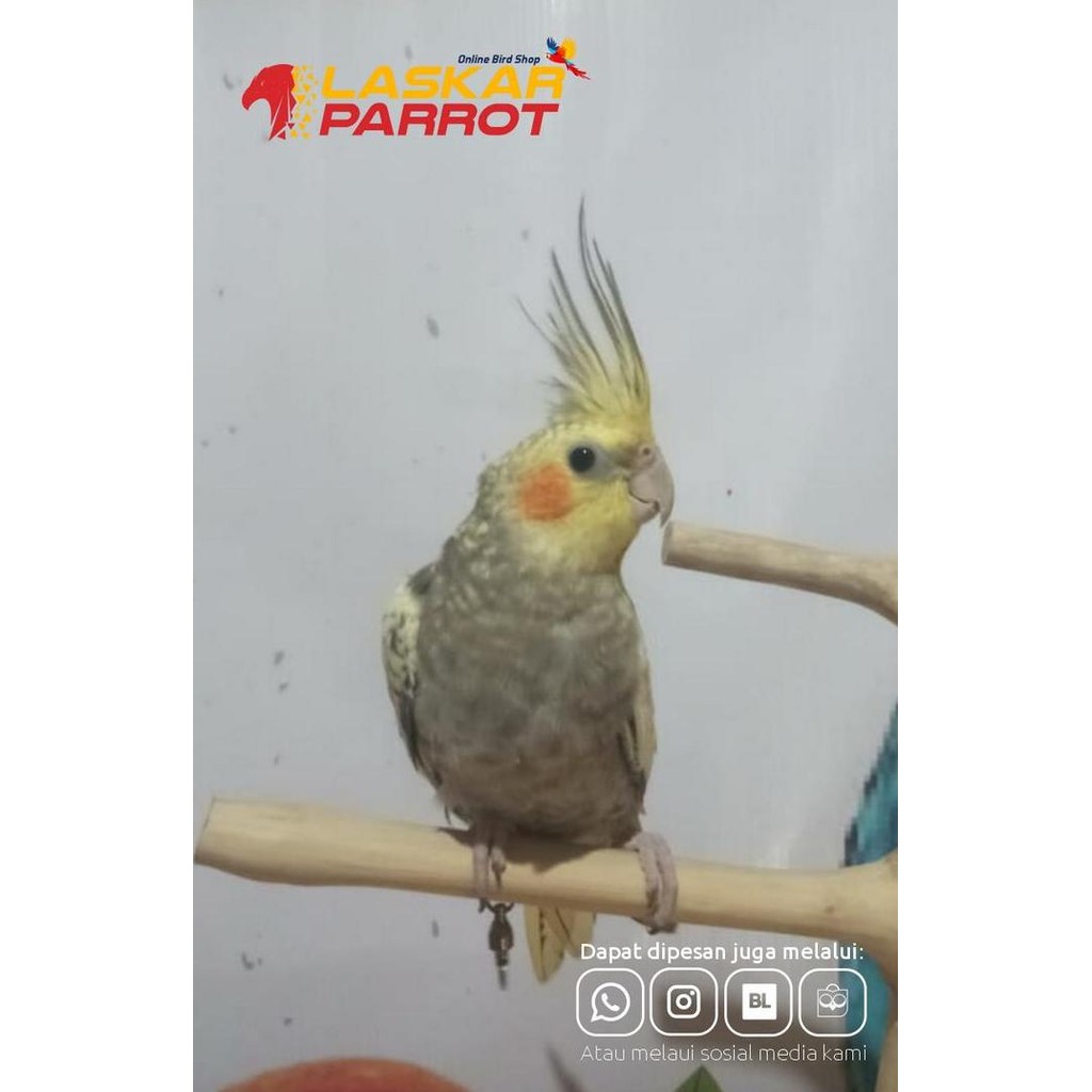 Burung Falk Jinak Siul murah