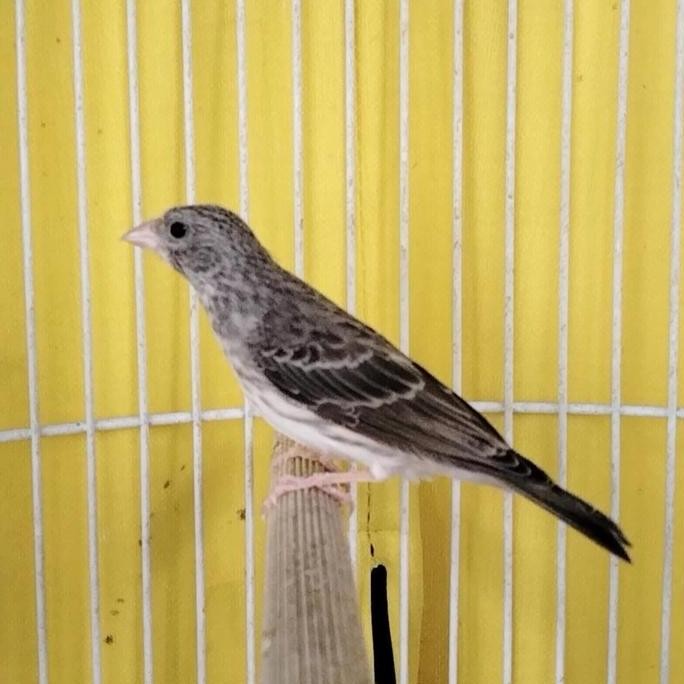 burung Edel sanger jantan paud rajin bunyi murah