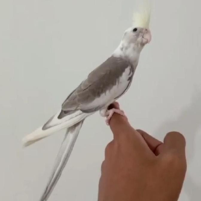 Falk Cremino Face Betina Jinak murah