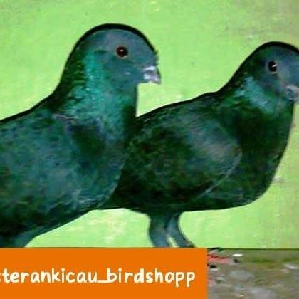 burung merpati hias sungut Jawa sepasang produksi murah
