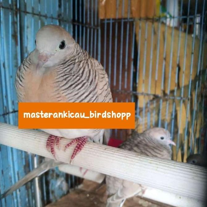 burung perkutut udan mas pasti Hokky murah