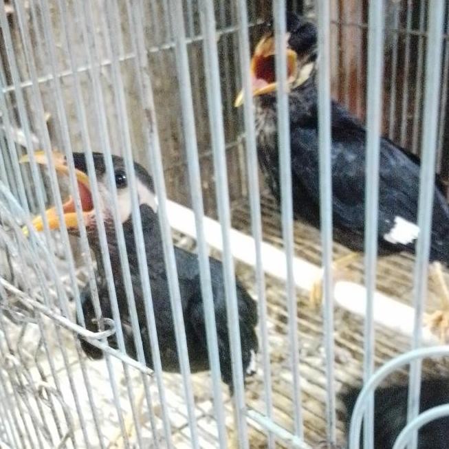 burung anakan mandiri beo mtw pilihan murah