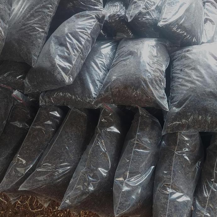 Media Tanam Aglonema Media Tanam Siap Pakai Fermentasi