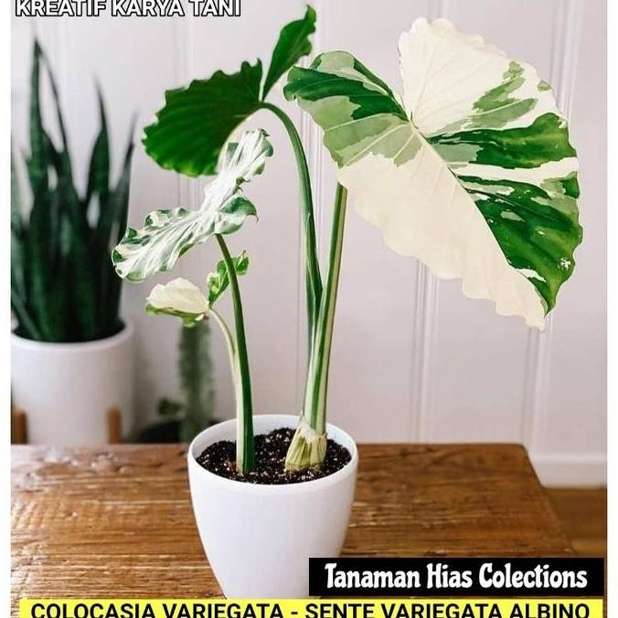 Promo Tanaman hias colocasia varigata - Sente varigata albino COD