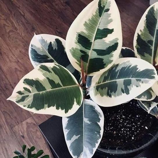 Promo Tanaman Karet Kebo Variegata Rubber Plant Langka Kerbau - Stok Terbatas COD