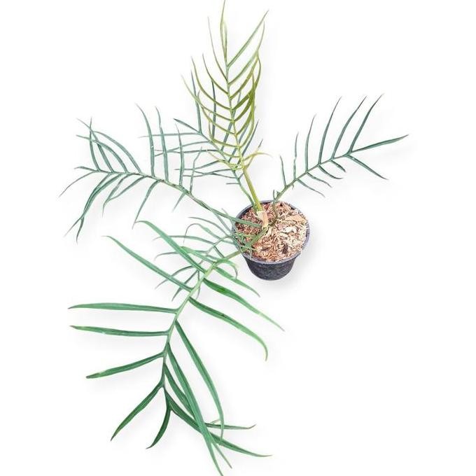 Promo Philodendron Tortum / Philo Tortum Tanaman Daun COD