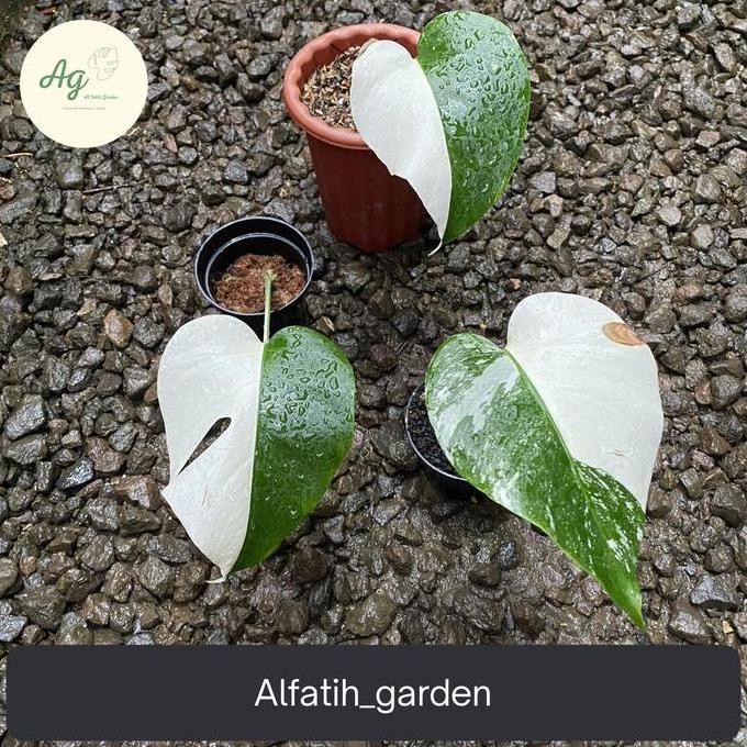 Promo Monstera variegata halfmoon 1daun pancing COD