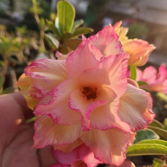 Promo Benih tanaman adenium grafting COD