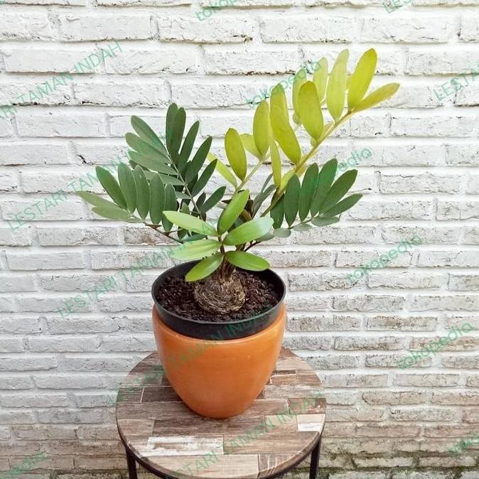 Promo tanaman hias zamia furfuracea pohon sikas zamia tanaman sikas zamia COD