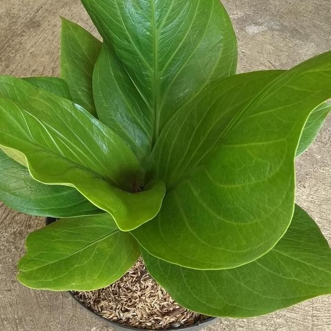 Promo tanaman anthurium jemani cobra/ anjamani kobra COD