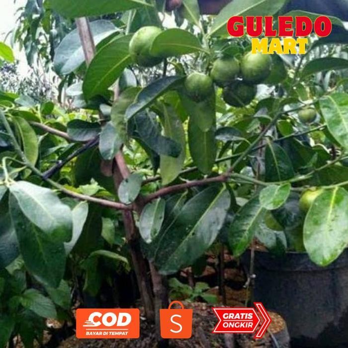 fsd-34 hg-24 Bibit Black Sapote Super Original Hemat