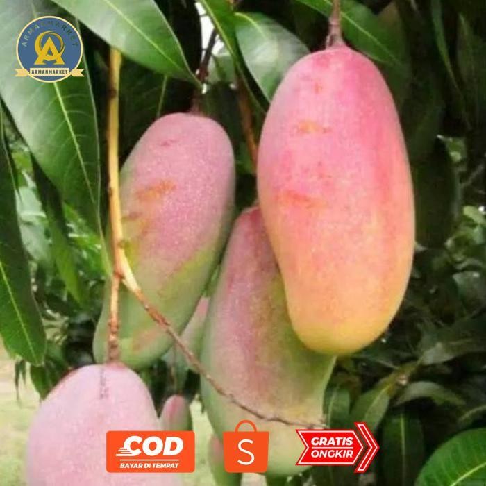 fth- Am67 Bibit Mangga Pelangi Unggul Premium Berkualitas