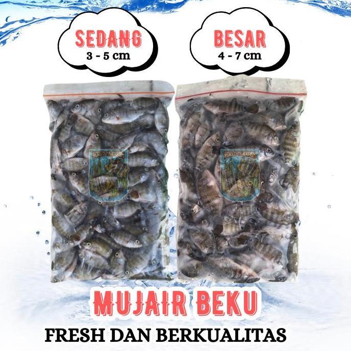 Ikan Mujair Beku Fresh Lempeng 500gr Pakan Ikan Predator Nila Beku Ikan Nila Mujair Beku Anak Mujair