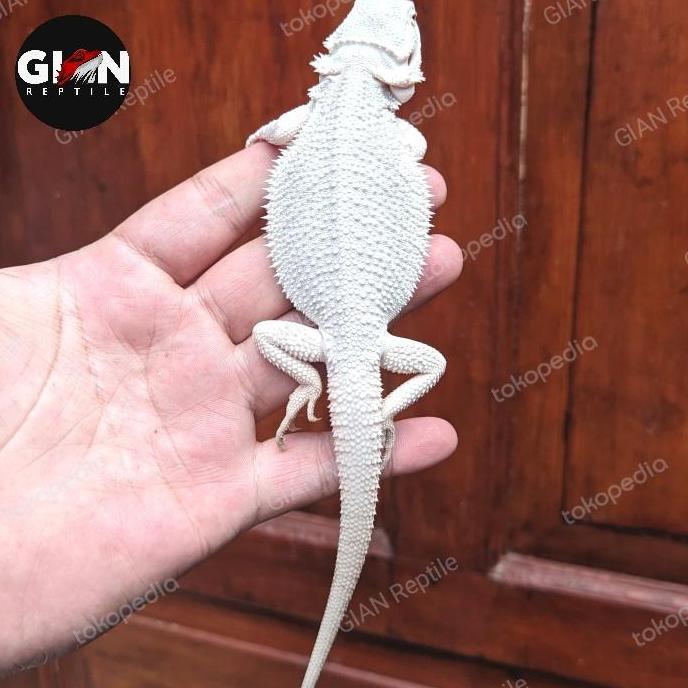 Deepanim- Bearded Dragon Hypo Zero Snow
