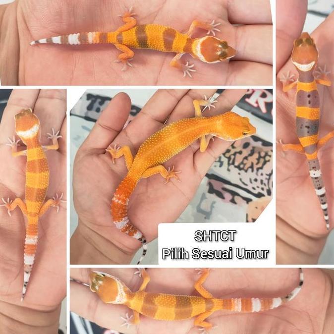 Deepanim- Leopard Gecko Shtct Baby -4Minggu