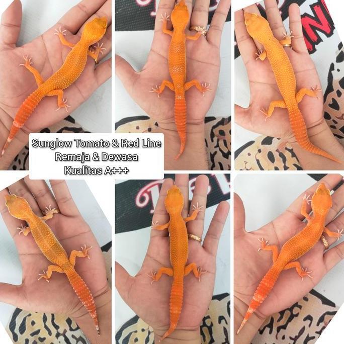 Deepanim- Gecko Sunglow Tomato/ Red Line Kualitas Kontes +++