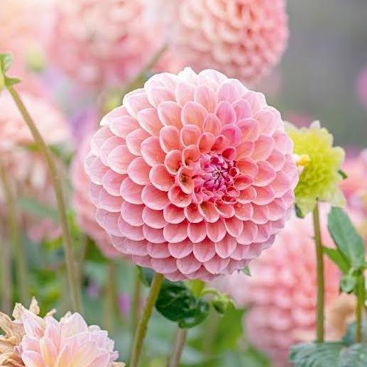 Promo 15 Benih/Seed Bunga Dahlia Unwins Dwarf Mix Cod
