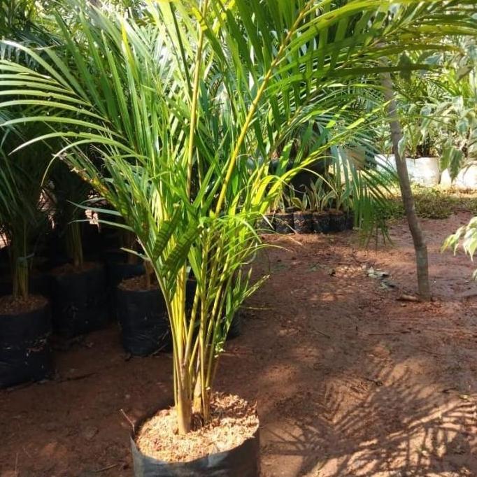 Pohon Palem Kuning 1 Meter