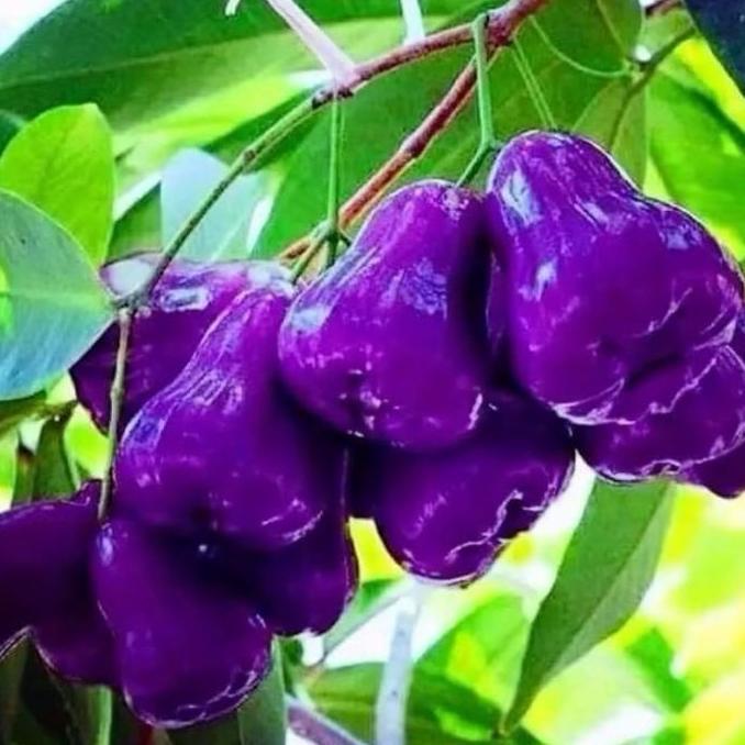 Promo Bibit Jambu Air Ungu || Pohon Jambu Air Citra Ungu Super Unggul / Bibit Langka Cod