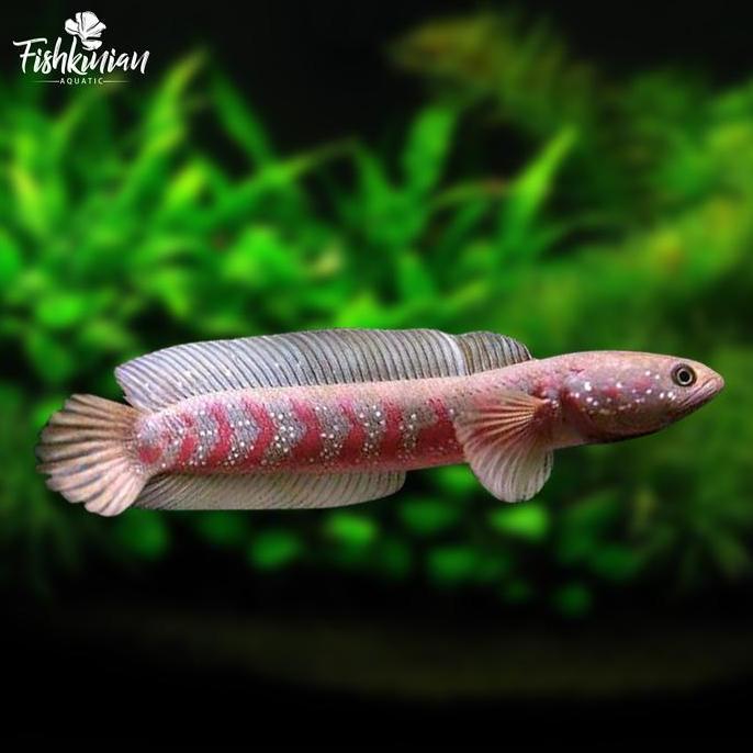 IKAN CHANNA ASIATICA RS GRADE A