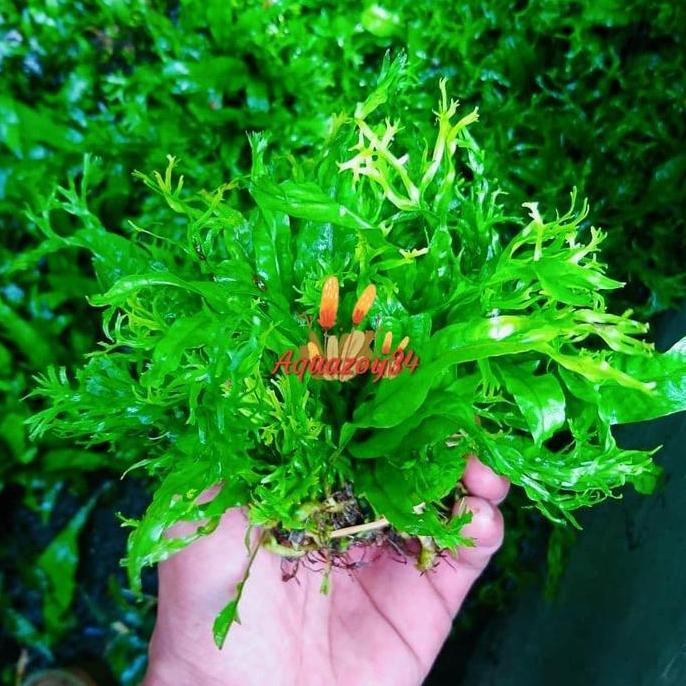 KADAKA WINDELOVE MINI MICROSORUM PTEROPUS TANAMAN AQUASCAPE PLASTIK