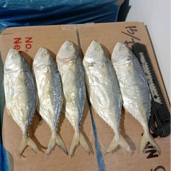 ikan asin peda gembung kering  peda kering ukuran kecil