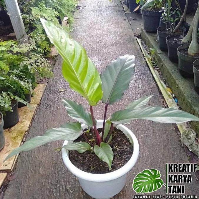 Newton- Tanaman Hias Anthurium Black Beauty - Anturium Black Beauty