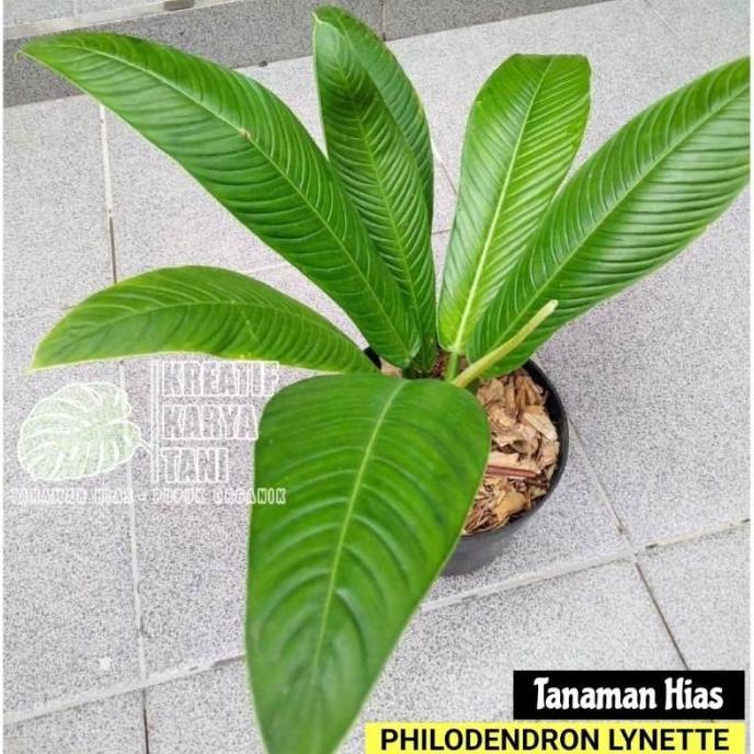 Newton- Tanaman Hias Philodendron Lynette - Philo Linet - Philodendron Lynette