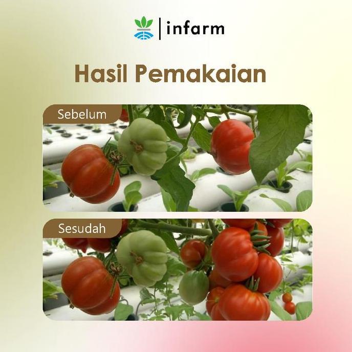 Promo Infarm Nutrisi AB Mix Tomat Pupuk Organik / Hidroponik Untuk TOMAT Nutrisi Ab Mix Tomat Nutris
