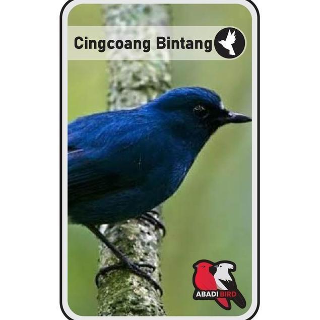 BURUNG CINGCOANG BINTANG JANTAN PALMERAH