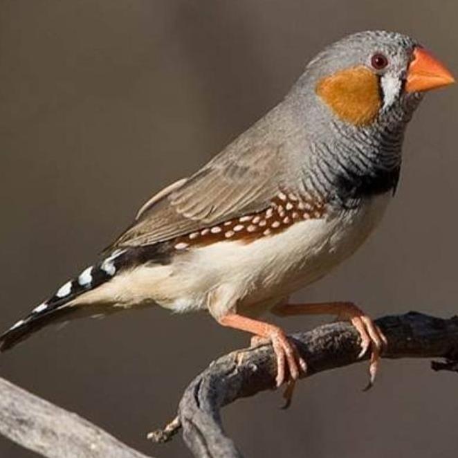 BURUNG ZEBRA FINCH BAGUS JANTAN