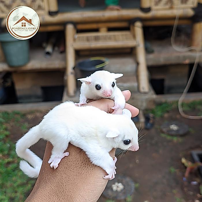 sugarglider leucistic sepasang