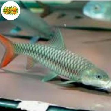 Ikan Tor Putitora Uk 6-7cm