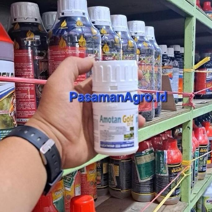 ((((()paling dicari] FUNGISIDA AMOTAN GOLD 325 SC -100 ML