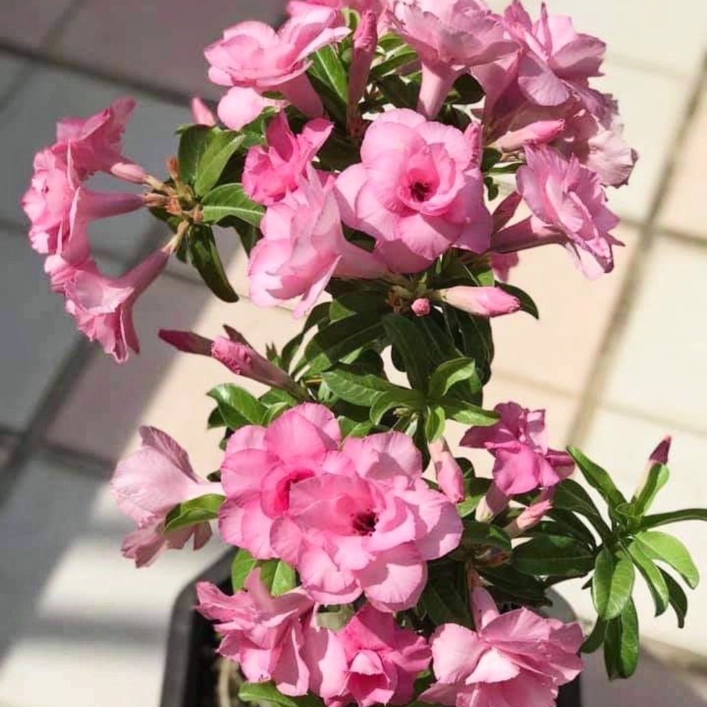 TANAMAN HIAS BUNGA ADENIUM TUMPUK ||  BUNGA ADENIUM TUMPUK