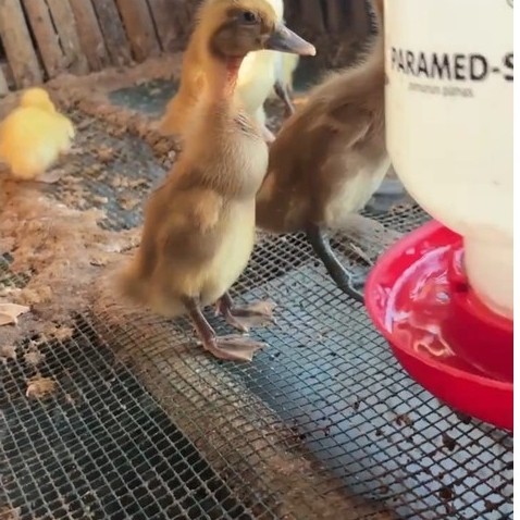 DOD Bebek Petelur Mojosari
