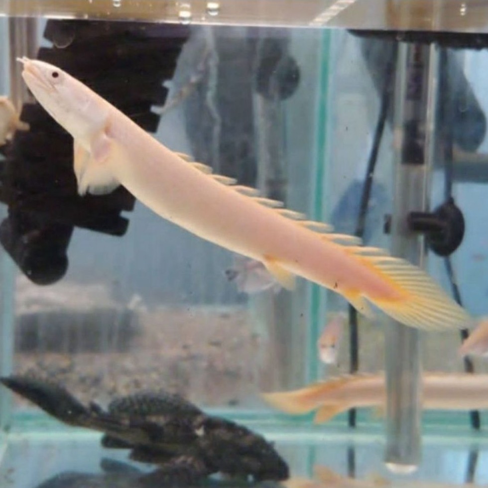 Palmas Leucistic garansi pengiriman