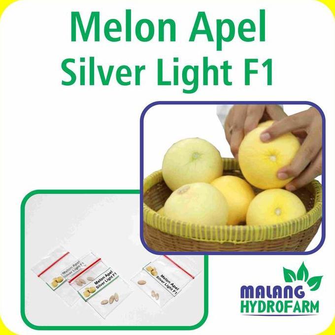 Benih Melon Apel Silver Light F1 Unggulan Berkualitas Biji Bibit Repack Buah Putih Mini Segar Manis 