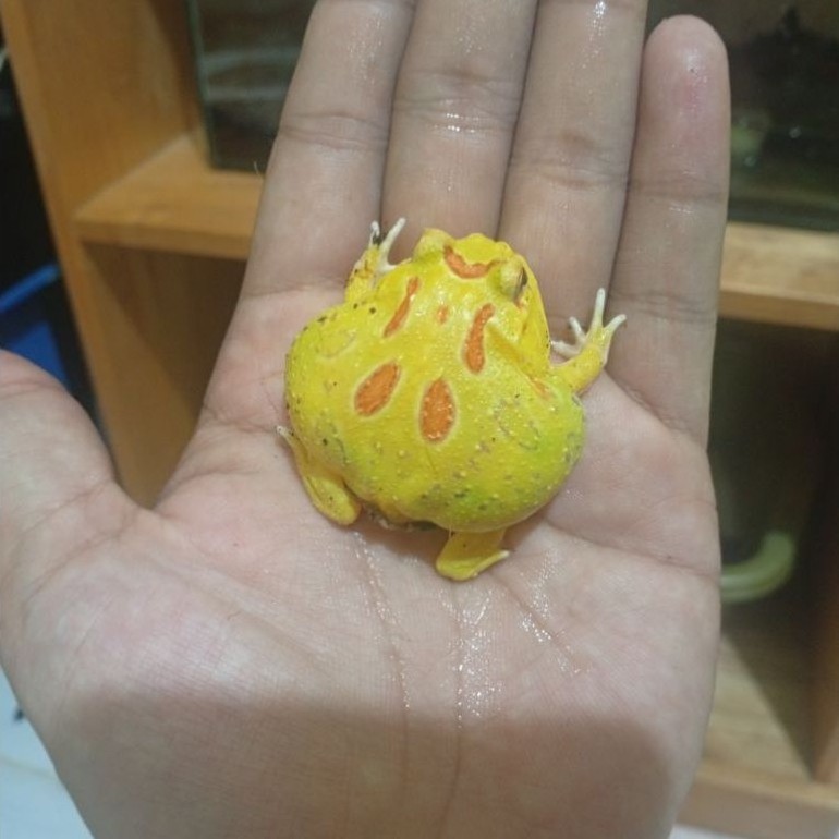Hiasan Kodok Pacman Albino Minus