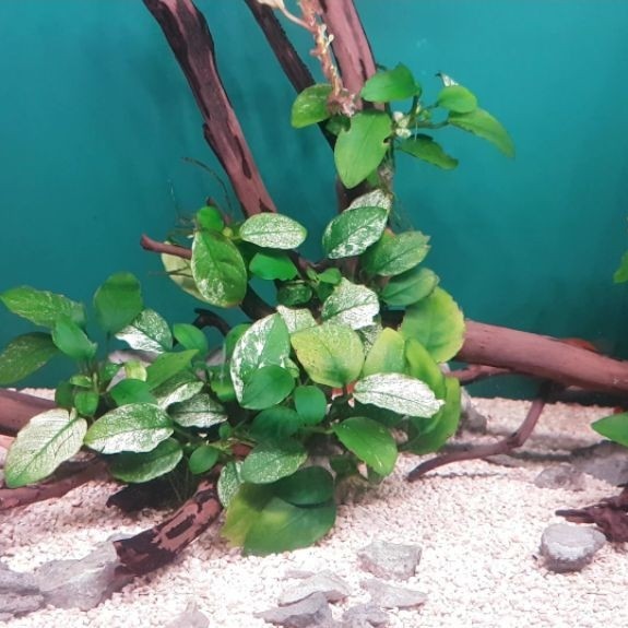 Anubias Pinto