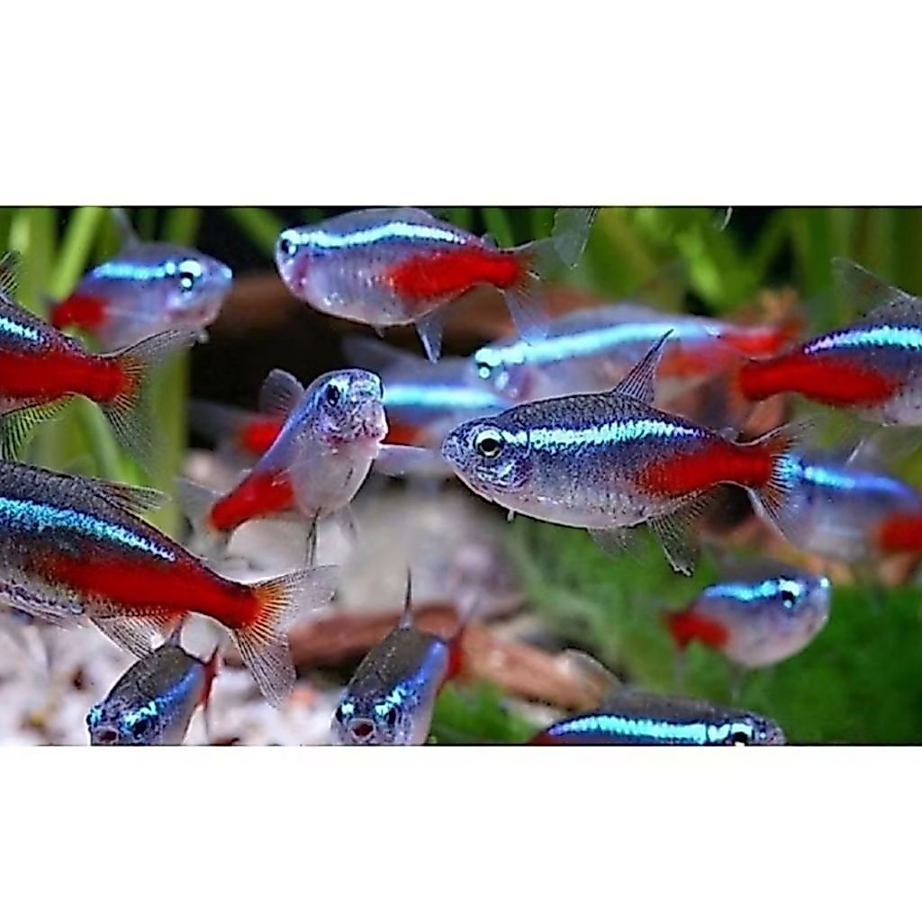 neon tetra