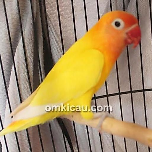 Limited, Lovebird Paskun/Burung Lovebird Pastel Kuning