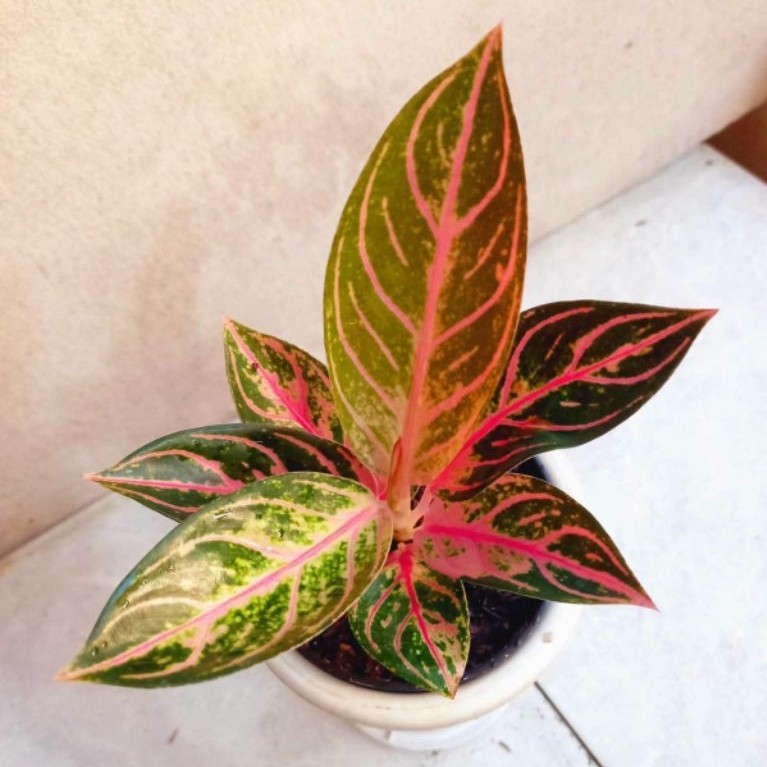 Aglonema Fred Off Sumatera 2-3 Daun - Baby Anakan Aglonema Red Sumatera Termurah