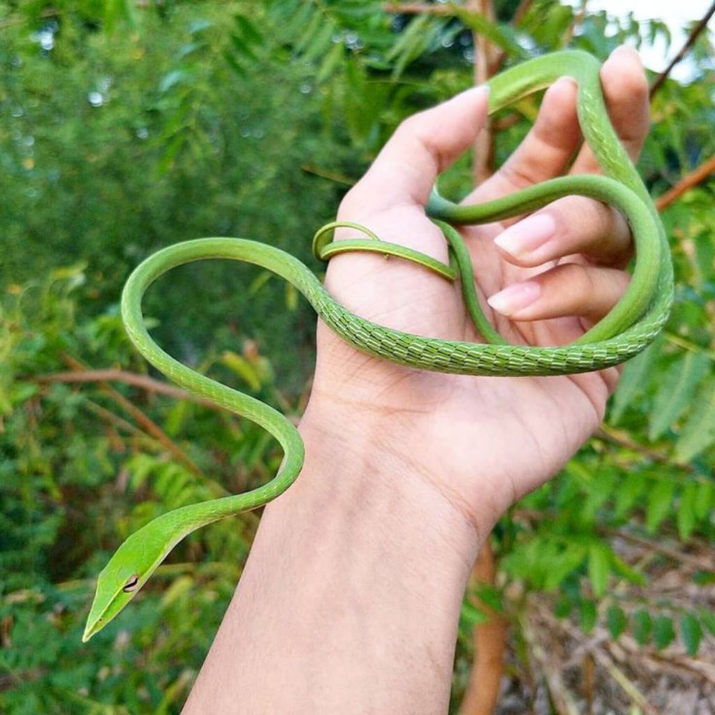 Ular Pucuk Hijau Ahaetulla Prasina Hidup Super Jinak Eksotis Aman - Reptil Hias Terrarium & Pemula