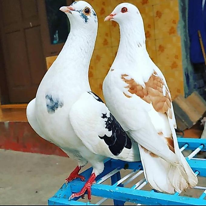 Terbaru, Burung Dara / Merpati Sepasang Giring Keras Free Jagung Kristal