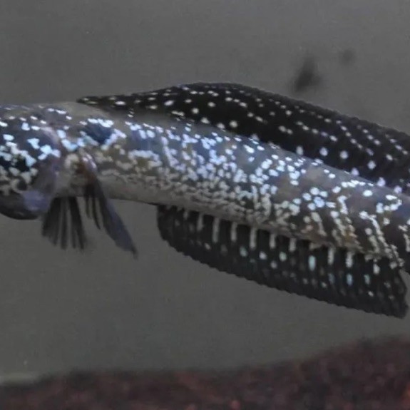 Hiasan Aquarium stiker 7-8cm Chana Asiatica WS