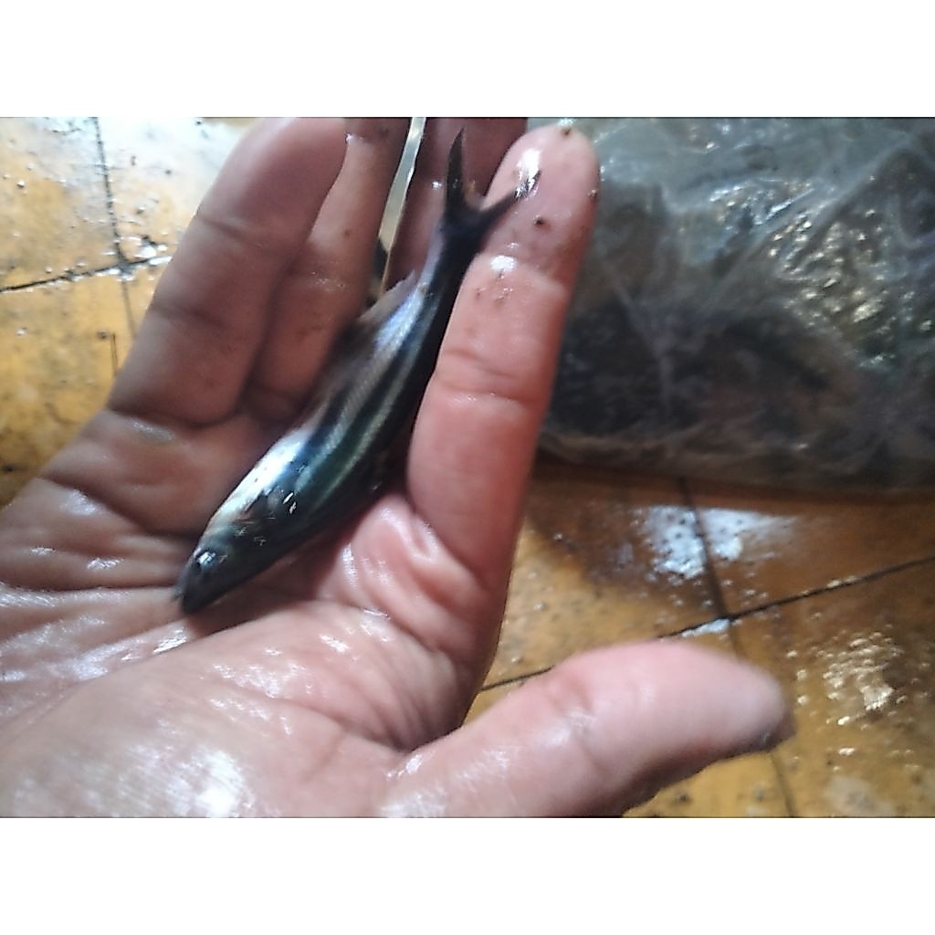 bibit patin 50ekor