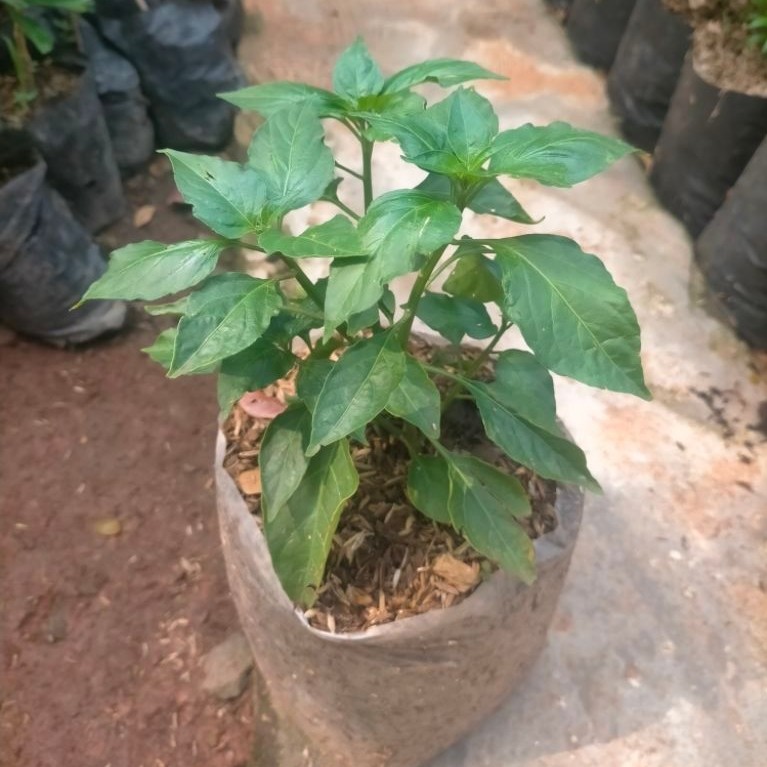 tanaman hias pohon cabe