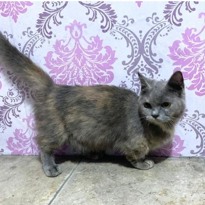 Kucing Munchkin mix BSH